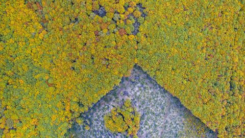 The polygonal forest, Roberto Bueno, 2019