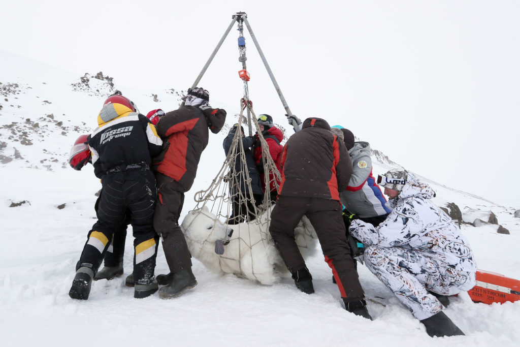 Umka 2021 Expedition to Franz Joseph Land in the Arctic Ocean, Grigorov Gavriil, 2021