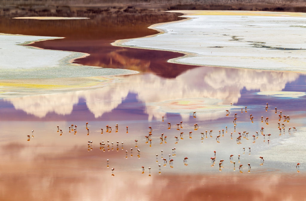 Olivier Boels, Flamingos