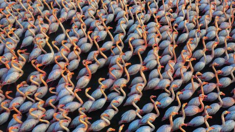 An Army Of Flamingos, Mehdi Mohebi Pour | Miankaleh, Iran (18/03/2022) – In 2019/2020 and 2020/2021, thousands of birds died in the lagoon, and in the next year, 2021/2022, fortunately, we saw the return of birds. The birds are in the wetland from the beginning of October to the end of March and after that they migrate. The birds were our guests at the end of 2021 and the beginning of 2022, and this story is repeated every year. In 2020/2021, tens of thousands of migratory birds died in this wetland, and in the following year (2021/2022), the flock returned.