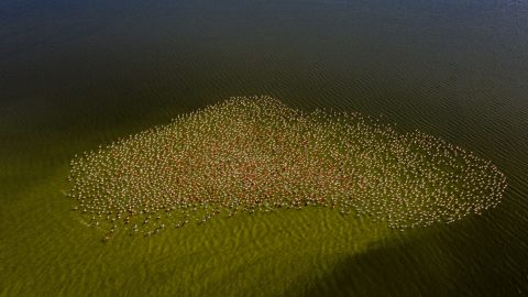 Art Of Flamingos, Lalith Ekanayake | Gulf of Mannar, Sri Lanka (25/01/2022) – A flock of flamingos wade through the algae-rich waters in a dark muddy lagoon, which is almost black. I flew the drone a few kilometers into the lagoon about 200 meters above sea level with zero disturbance to the flock. Greater flamingos (Phoenicopterus roseus) migrate to Sri Lanka, mainly on the north and north central coastal lines and lagoons. They feed on algae-rich waters and shrimps, which used to be abundant but shrunk rapidly due to human invading. It was a surprise that the flamingos arrived this year in large numbers, as they were gradually declining over the last few years.
