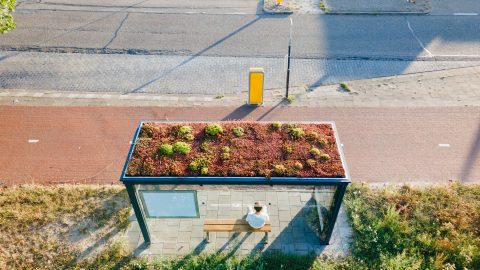Bee-Friendly Busstop, Shamira van Veenendaal | Utrecht, The Netherlands (20/08/2022) – I took my camera and went out in my own city - densely populated with buildings, infrastructure and transport. Utrecht built 300 bus stops with sedum roofs to make the city more sustainable, clean and healthy. These bus stops can filter the air through the sedum, which improves the air quality. The green roof provides cooling on hot days and the plants collect rainwater that is slowly released back into the sewer so that there is less flooding during heavy rainfall. Combined, the 300 roofs increase biodiversity in the city, especially for insects such as butterflies and bees.