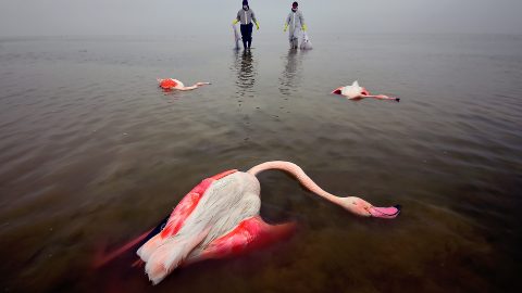 The Bitter Death Of Birds, Mehdi Mohebi Pour | Miankaleh, Iran (12/03/2021) – In 2019/2020 and 2020/2021, thousands of birds died in the Miankala lagoon due to lack of water and its contamination with various toxins. This photo shows the efforts of the environmental forces to collect the bodies and prevent the spread of this disease. In the next year, 2021/2022, fortunately, we saw the return of birds. The birds are in the wetland from the beginning of October to the end of March and after that they migrate and we can photograph them for almost 6 months of the year.